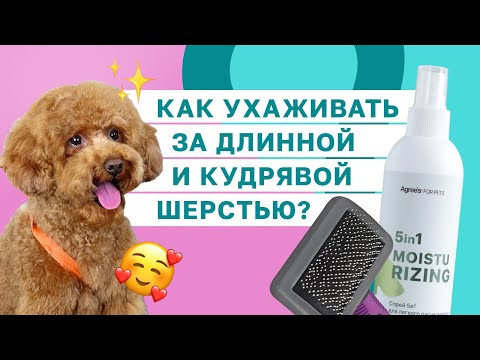 Видео: МАЛЬТИПУ, ЙОРК, МАЛЬТЕЗЕ, ТОЙ-ПУДЕЛЬ: как ухаживать за длинношерстными и кудрявыми собаками?