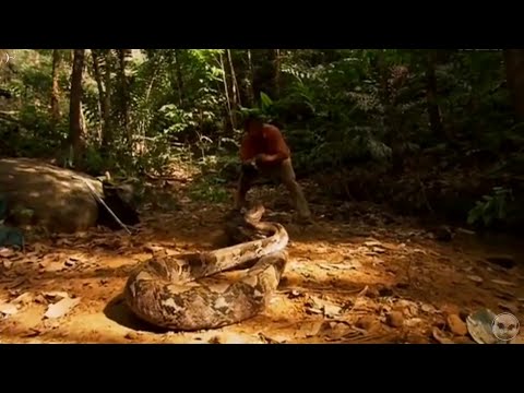 Видео: В поисках гигантского сетчатого питона.