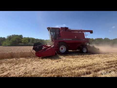 Видео: Пшениця згоріла, урожай не радує, РЖТ Реформ, 08.07.24