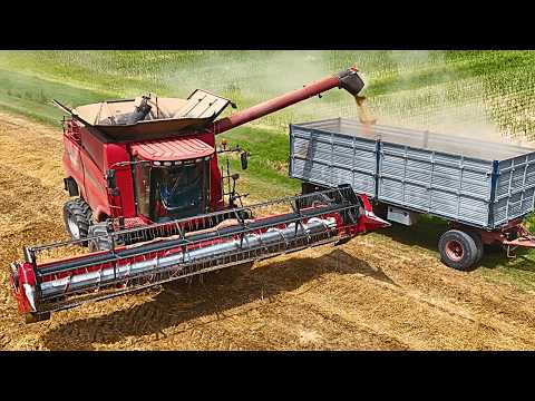 Видео: УБОРКА ПШЕНИЦЫ 2025 ГОДА ДВА ЗЕРНОУБОРОЧНЫХ КОМБАЙНА CASE IH 7088 И 2388