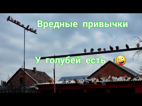 Видео: Голуби и их вредные привычки (зелень)