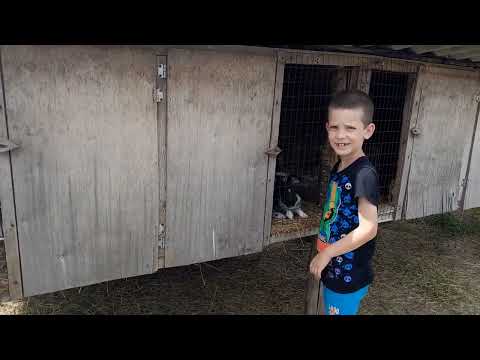 Видео: кролиководство.в хозяйстве появились новые обитатели.