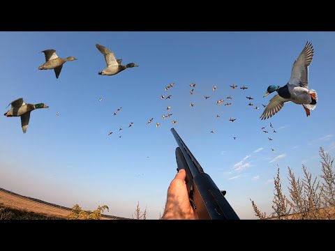 Видео: СУППЕР ОТКРЫТИЕ ОХОТЫ НА УТКУ ОСЕНЬ  НА КОРМОВОМ ПОЛЕ! Открыл для себя новый способ охоты !!!
