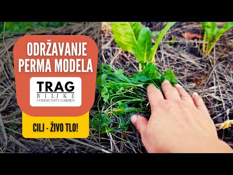 Видео: КАК ПОДДЕРЖИВАТЬ ПЕРМА-МОДЕЛЬ?