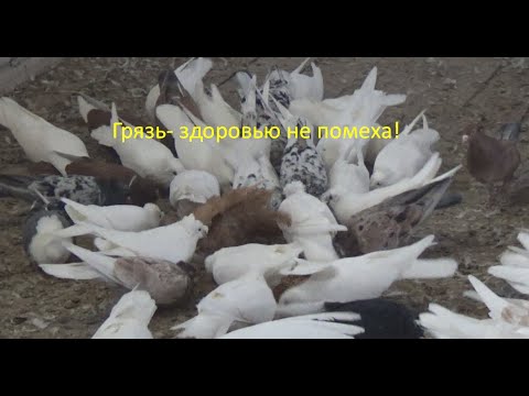 Видео: О здоровье голубей!