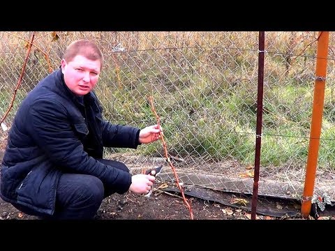 Видео: Формировка РУКАВА и ПЛОДОВОЙ ЛОЗЫ на Молодом КУСТЕ ВИНОГРАДА
