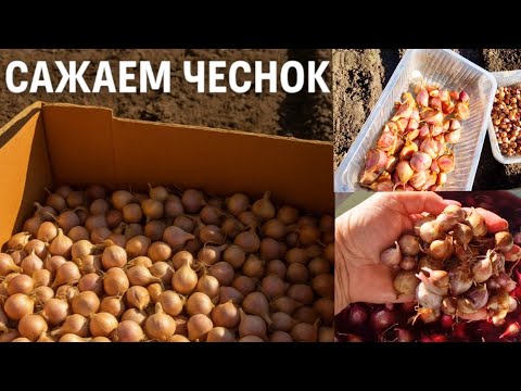 Видео: Осень на даче: сажаю чеснок и засеваю землю горчицей (сидераты)