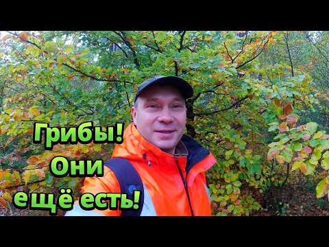 Видео: За грибами. Они ещё есть! Дубовики, белые грибы, подберёзовики. Приготовил Белый навозник.