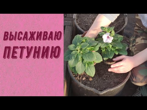 Видео: ВЫСАЖИВАЮ ПЕТУНИЮ В КАШПО. КАК БУДУ ВНОСИТЬ УДОБРЕНИЯ?