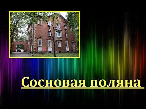 Видео: Сосновая поляна