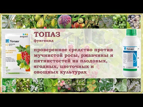 Видео: Топаз фунгицид - проверенное средство против болезней ягодных, плодовых, цветочных и овощных культур