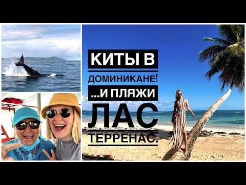 Видео: КИТЫ В ДОМИНИКАНЕ с Kim Beddal! Лас Терренас - Пляжи Punta Poppi, El Portillo, крутое кафе Porto!