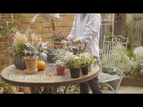Видео: Недавние события. | Переезд. | Посадка осенних цветов.