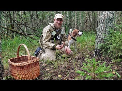 Видео: Поход За Грибами с Жориком! Дары Матушки Природы.4К