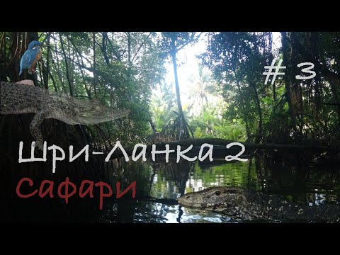 Видео: Шри-Ланка 🇱🇰 Бентота🌴 Сафари по реке Ганга🐊
