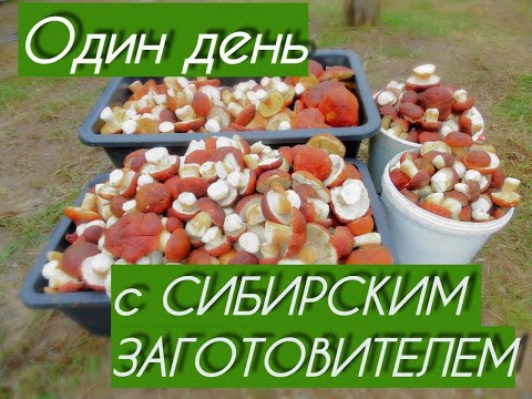 Видео: Один день с Сибирским заготовителем.