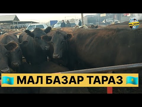 Видео: ІРІ ҚАРА БАҒАСЫ / МАЛ БАЗАР / MAL BAZAR TARAZ 15.09.2024