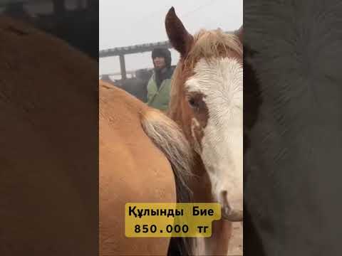 Видео: Шымкент Жылқы базар 2024 #малбазар #horse #малбазаршымкент