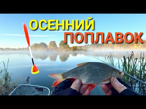 Видео: ОСЕННИЙ ПОПЛАВОК. Морозное утро, тишина и клёв плотвы