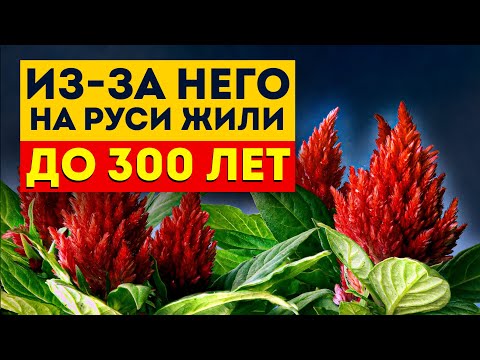 Видео: ЭТО растение дарует БЕССМЕРТИЕ! Старинные рецепты из АМАРАНТА!