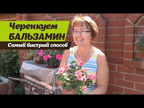 Видео: Как размножать бальзамины черенкованием?