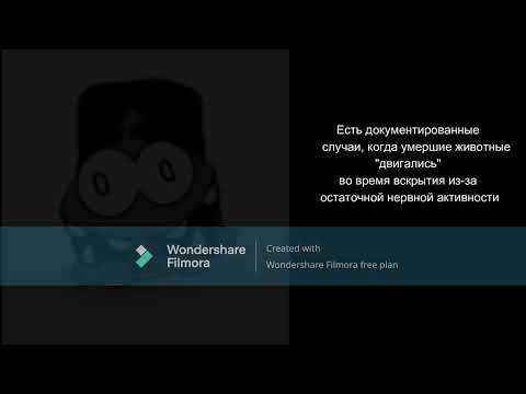 Видео: Жуткие Лица Ам Няма:Жуткие факты