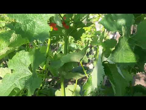 Видео: Свисающий прирост винограда, как его разместить