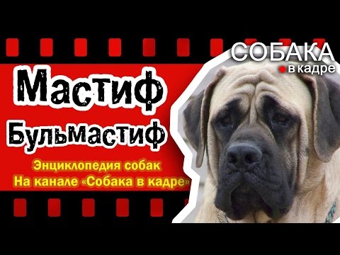 Видео: Мастиф,Бульмастиф. Энциклопедия собак.