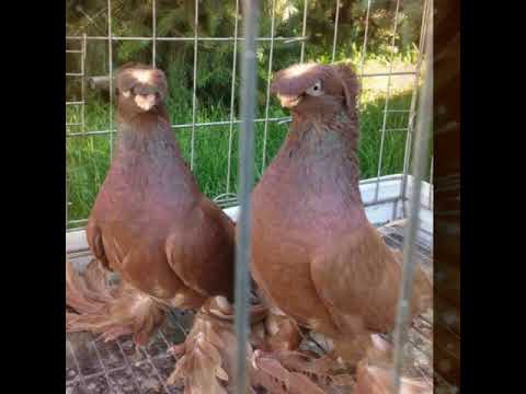 Видео: Голуби Красные (Руяны)