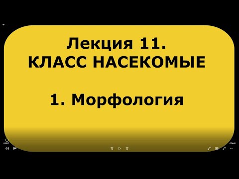 Видео: Зоология беспозвоночных. Лекция 11. Класс насекомые. 1. Морфология