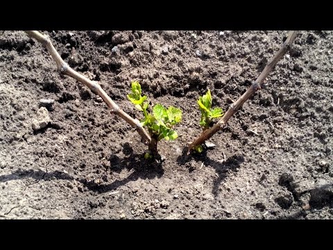 Видео: Мой виноградник после зимы, много кустов вымерзло, причины (2016)