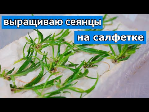 Видео: Выращиваю сеянцы орхидей на салфетке! Что, как, зачем и почему | Angraecum didieri