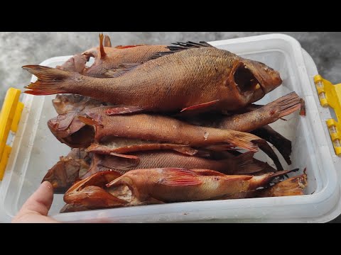Видео: НАЛОВИЛ ГОРБАТЫХ ОКУНЕЙ И ЗАКОПТИЛ! Ммм... Пальчики оближешь! ОКУНЬ ГОРЯЧЕГО КОПЧЕНИЯ