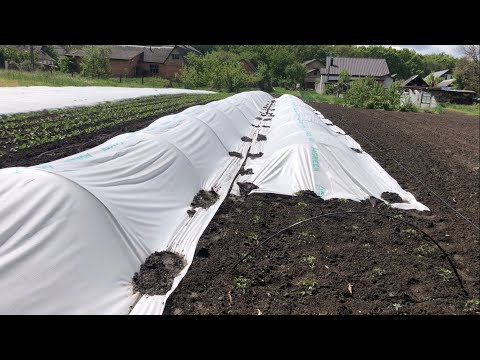 Видео: Завтра буде цікавий відос,а тут просто присів на вуха, і показав як там що після морозу