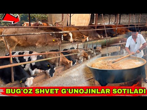 Видео: BUG’OZ G’UNOJINLARNI OPTOM JOYI 👍👍👍5 сентября 2025 г.