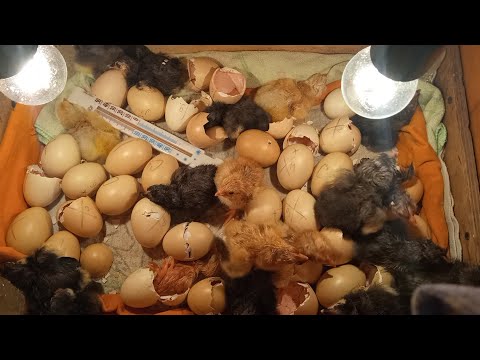 Видео: цыплята кишат в моей картонной коробке! сколько же их на 21 день инкубации