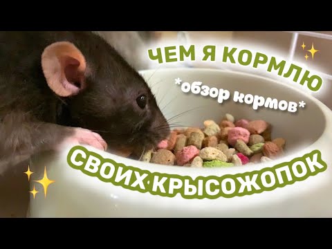 Видео: ОБЗОР КОРМОВ И ВКУСНЯШЕК ДЛЯ КРЫС КАКОЙ КОРМ ДЛЯ КРЫС ВЫБРАТЬ