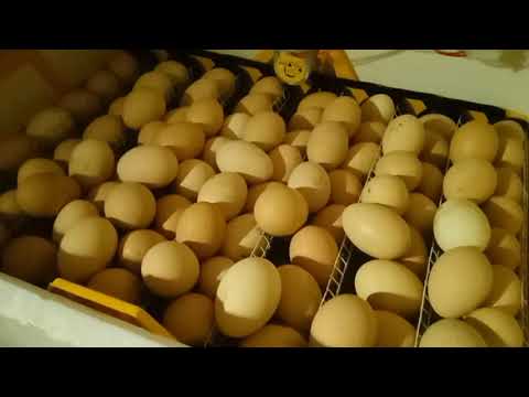 Видео: Инкубация яиц в два яруса, эксперимент