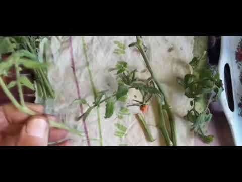 Видео: "Вечный"....помидор! История одного эксперимента." Часть 1. 80 серия.