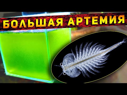Видео: Артемия как вырастить до взрослой особи! Питомцы Юрского периода!