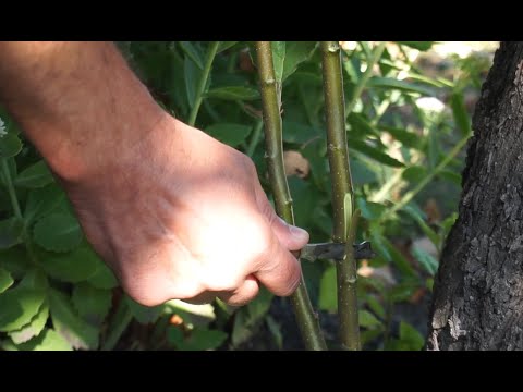 Видео: Окулировка на поросль - замена дерева
