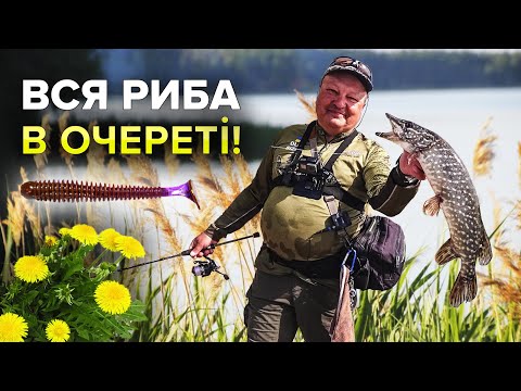Видео: Де шукати щуку навесні? А окуня? Це дуже просто. Вся риба в очереті!
