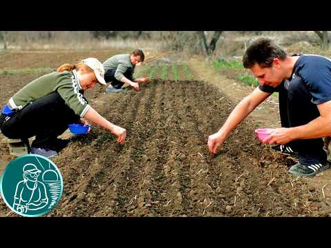 Видео: 🥕 Посадка моркови с мульчированием по технологии Гордеевых | Когда и как сажать морковь?