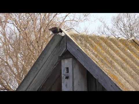 Видео: Звуки природы.Весна в деревне.Скворечник.Скворцы.Пение птиц