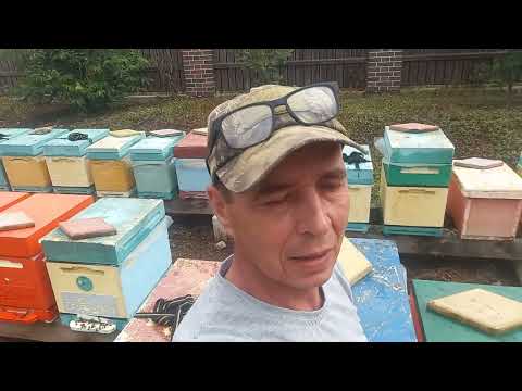 Видео: Продаются пчёлы 