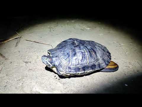 Видео: ВЕЧЕР НА РЕКЕ. Поймал черепаху.