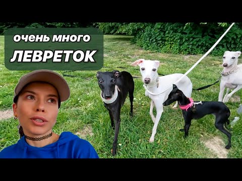 Видео: Гуляем с ошеломительными левретками  •  Гарни убежала за гусями  •  Попали под безвыходный ливень