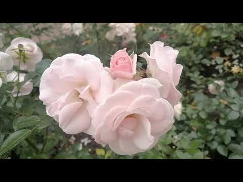 Видео: ВДНХ 2025/ Воздушная эко-тропа/ Виноградный домик/ РЭсторанИ/ Розы и фонтаны/ Экскурс в прошлое