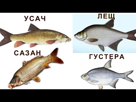 Видео: сколько видов рыбы водится в Днестре ?