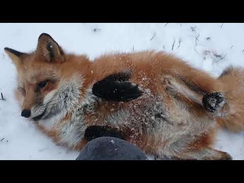 Видео: Алиса - лиса. Выпал снег и скрип пропал